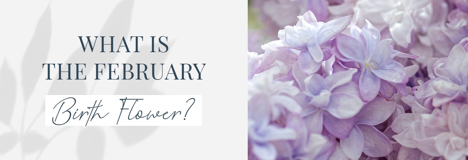 what is the february birth flower